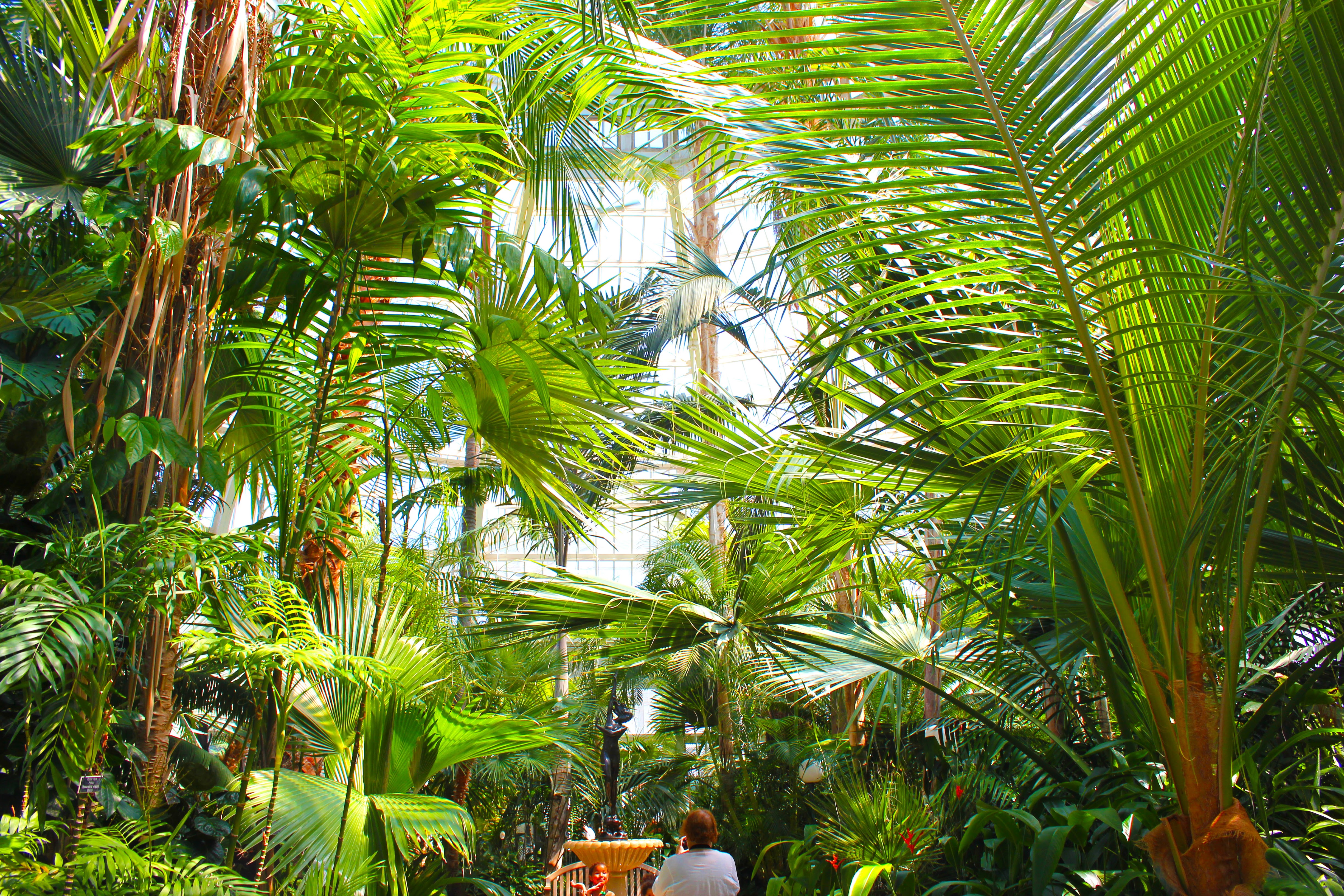 jungle